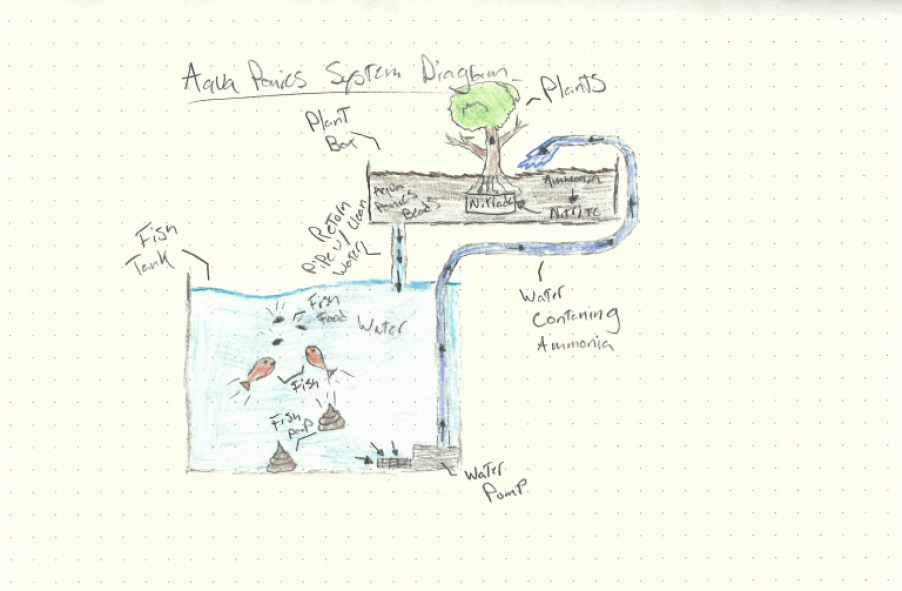 Detailed aquaponics system diagram