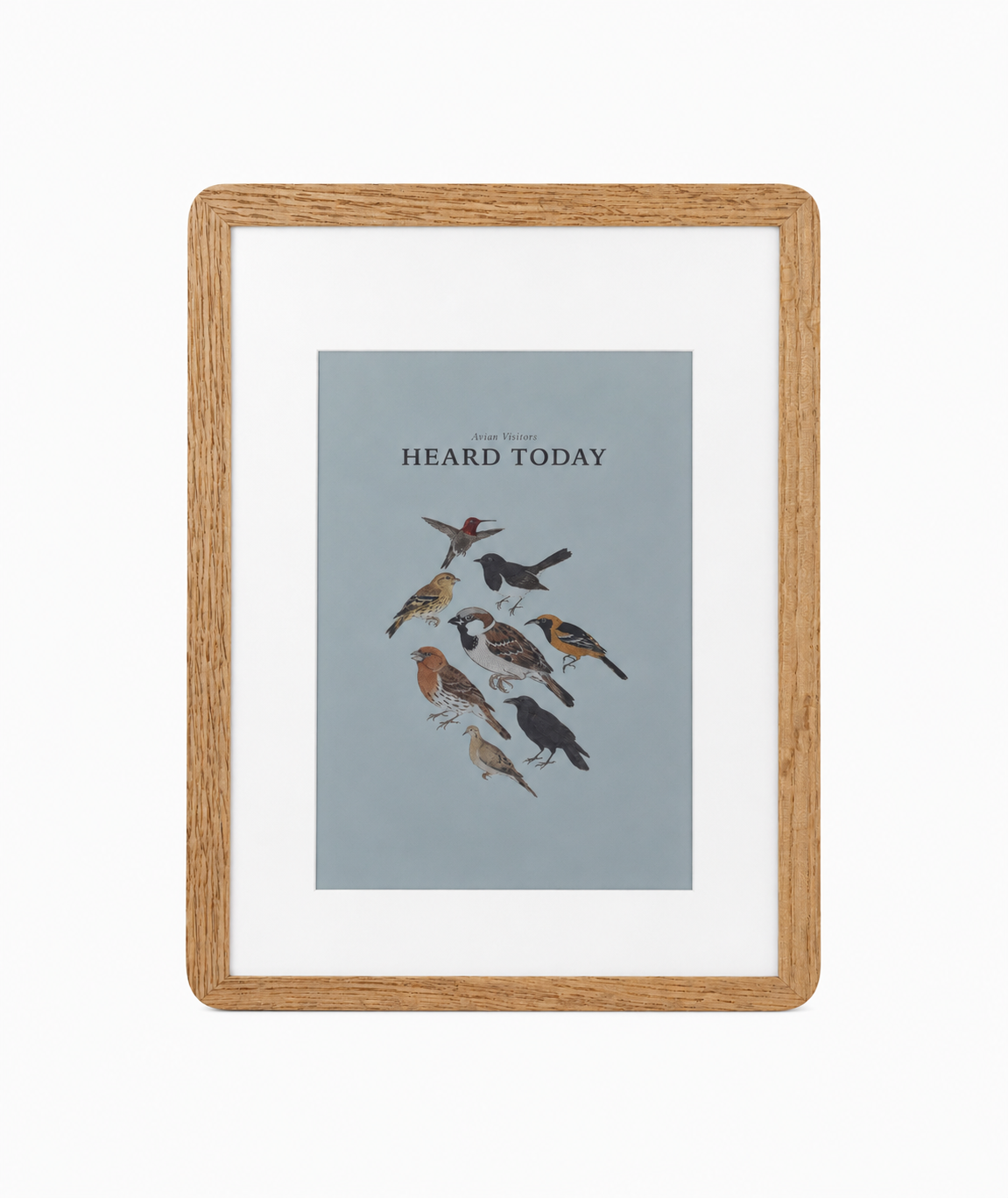 Avian Visitors